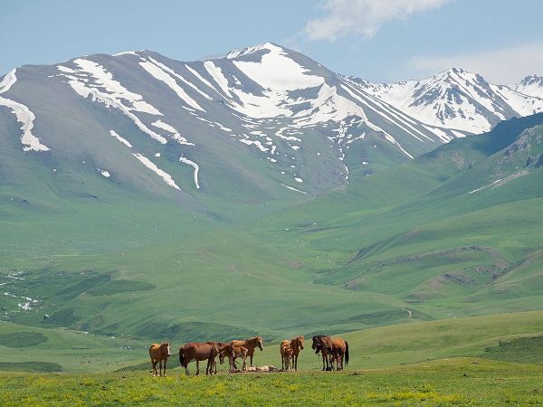 Horses on summer pasture The Suusamyr plain-a high valley in Tien Shan Mountains-Kyrgyzstan